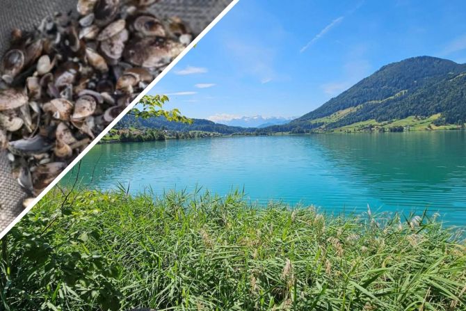 Schutzmassnahmen helfen, die Ausbreitung der Quaggamuschel zu verhindern.