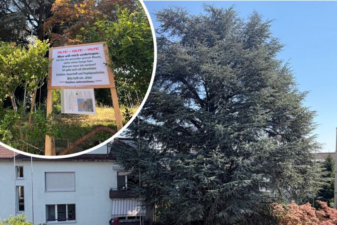 Hilferuf für die bedrohte Zeder am Probusweg. Bild: Frank Arnold