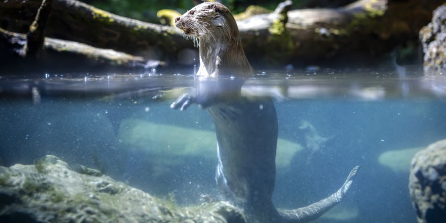 Seit 2009 wird das Vorkommen von Ottern in der Schweiz immer häufiger dokumentiert. (Archivbild)