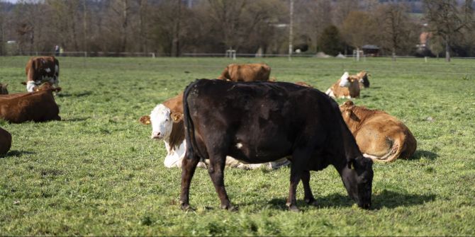 Kühe und Rinder