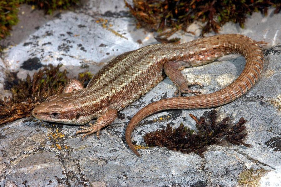 Die Waldeidechse leidet unter hohen Temperaturen und zieht sich daher in höhere Lagen zurück.