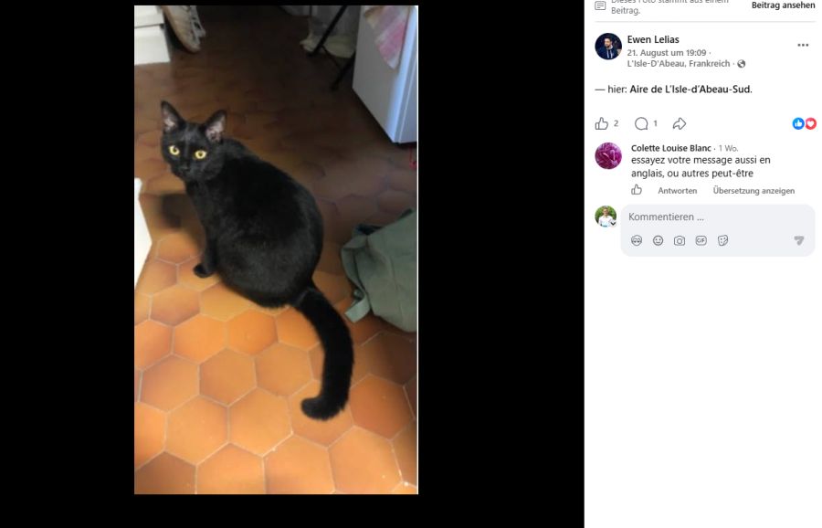 chanel katze