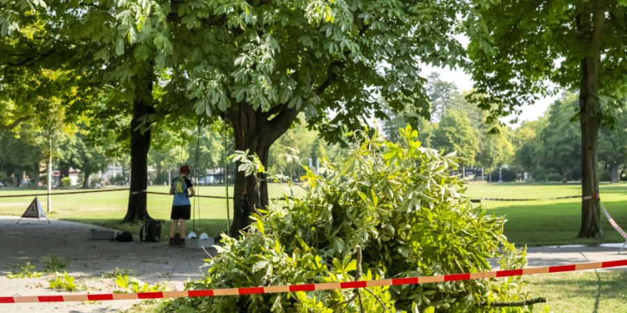 Die Trockenheit setzt den Bäumen zu. Im Schützenmattpark in Basel mussten letzte Woche etwa vorsorglich Äste abgeholzt werden. (Archivbild)