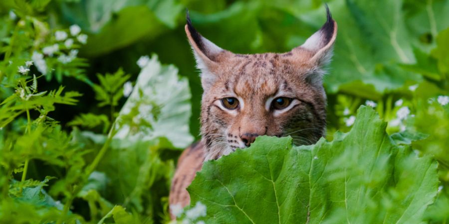 Studien zeigen anhaltende Risiken für den Luchs in der Schweiz.