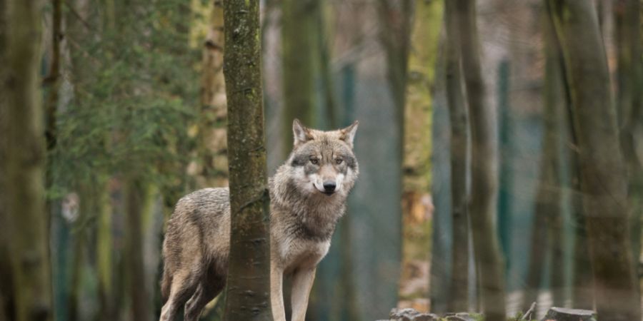 Der Kanton Bern hat einen Wolf im östlichen Berner Oberland zum Abschuss freigegeben. (Symbolbild)