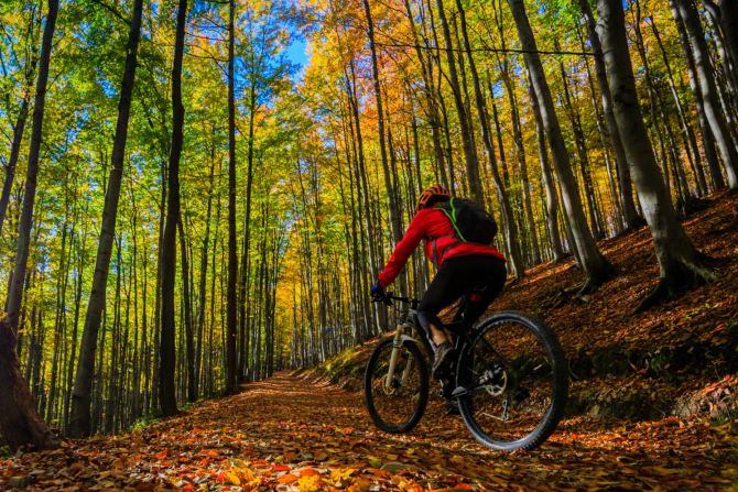 Wald Pfad Mountainbiker Trail