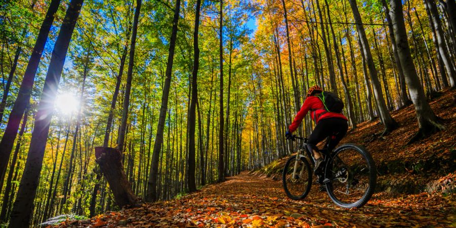 Wald Pfad Mountainbiker Trail