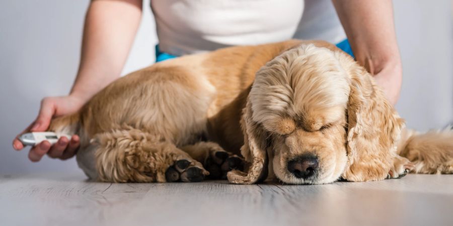 Fiebermessung beim Hund