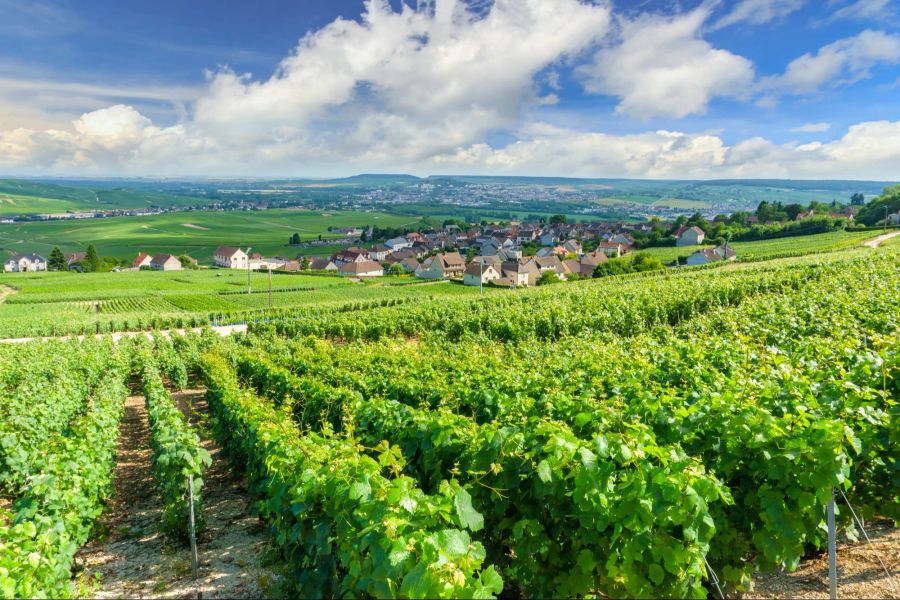 Champagne in Frankreich