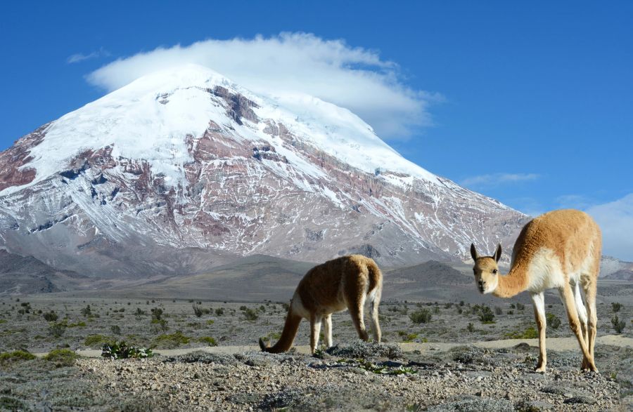 Vicuña Vulkan Steppe öde