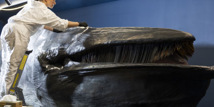Bevor er umzieht, wird der Wal des Naturhistorischen Museums Freiburg noch flott gemacht.