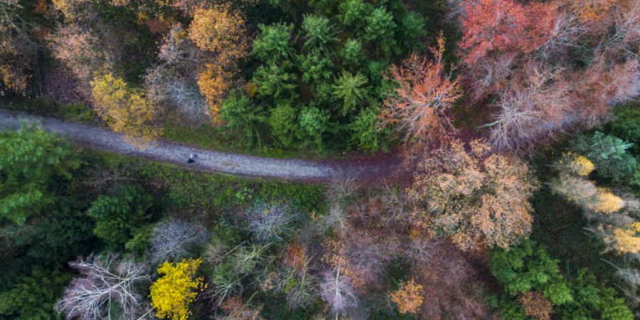 Mit einer neuen Messmethode können Forschende gestresste Bäume aus der Luft erkennen. (Symbolbild)