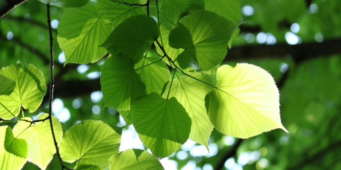 Linde Blätter Baumkrone Licht