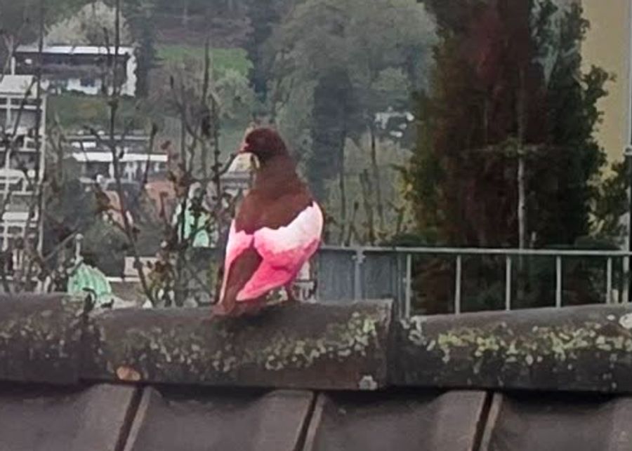 Die auffällige Farbe ist eine bekannte Markierung aus dem Brieftaubensport.
