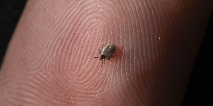 Sie sind klein und verbreiten Unbehagen: Eine Zecke auf dem Finger einer Person. (Archivbild)