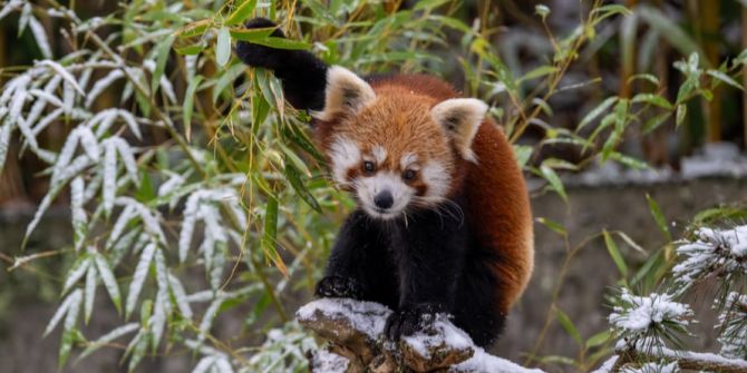 Kleiner Panda Zoo Zürich