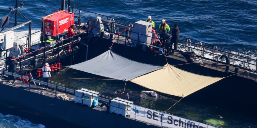 Der Buckelwal wird in seiner Barge vom Schlepper Fortuna B entlang der dänischen Küste in Höhe Aarhus in Richtung Nordsee durch die Ostsee gezogen, die Robin Hood begleitet den Konvo...