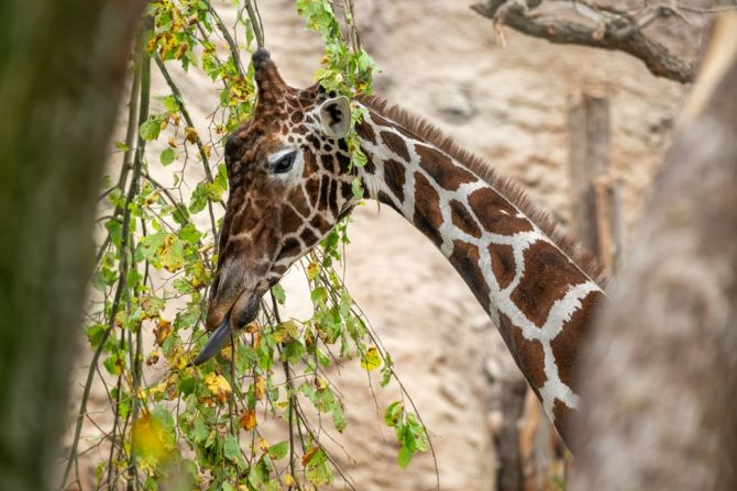 Zoo Zürich: Giraffenbulle Obi wurde eingeschläfert