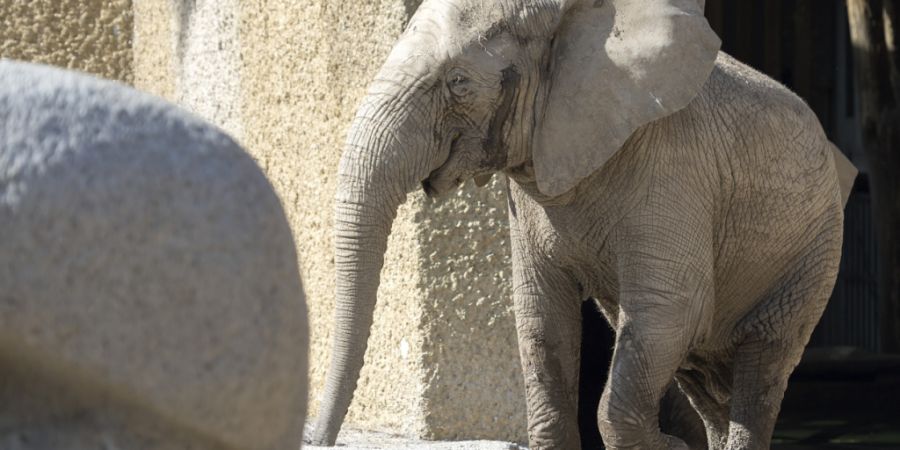 Die Elefantenkuh Maya, hier bei der Erkundung der neuen Anlage Tembea im Jahr 2017, verlässt zusammen mit ihrer Artgenossin Rosy den Zoo Basel. (Archivbild)