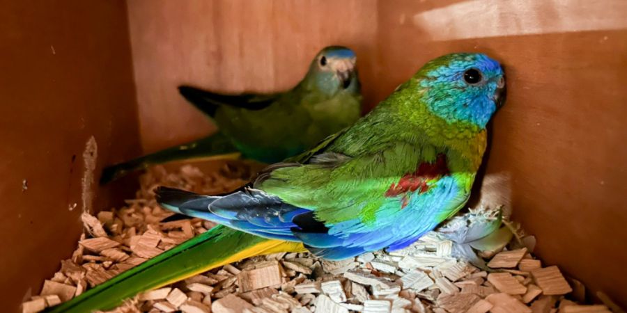 Das Bundesamt für Zoll und Grenzsicherheit hat an der Schweizer Grenze eine international agierende Vogelschmugglerbande erwischt.