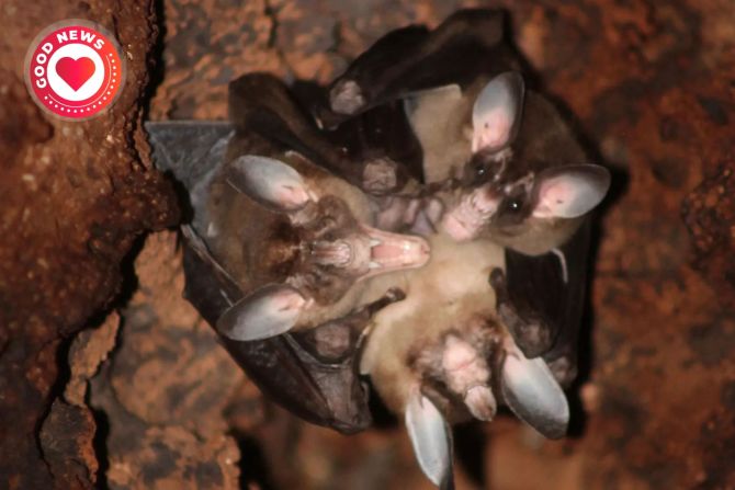 fledermäuse umarmung