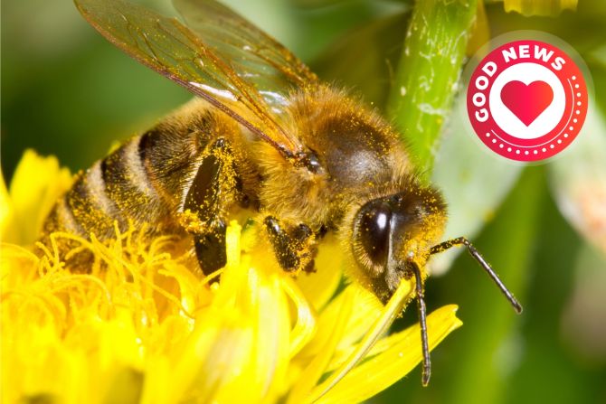 Bienensterben Lösung Nahrungsergänzungsmittel Bestäubung