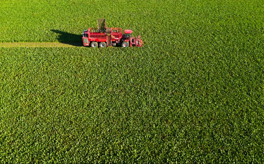 Das Neonicotinoid Acetamiprid, welches gerne für die Schädlingsbekämpfung bei Zuckerrüben angewendet wird, ist umstritten. (Symbolbild)