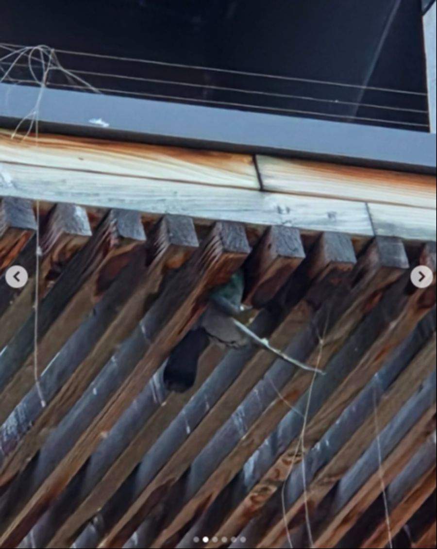 «Und dabei zwischen den Holzstäben steckenbleiben.»