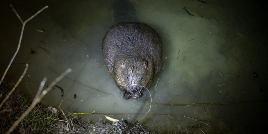 Über 500 Biber leben wieder im Kanton Zürich. Im Norden des Kantons wurde es ihm bereits zu eng, weshalb er sich nun durch den Süden nagt. Im Bild ein Biber im Leutschenbach in Züri...