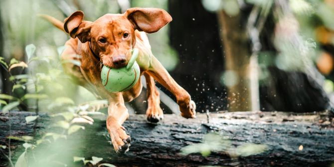 Hund spielen
