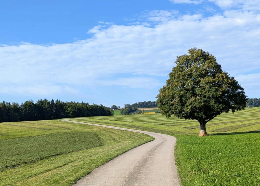 Wiese Feld Schweiz