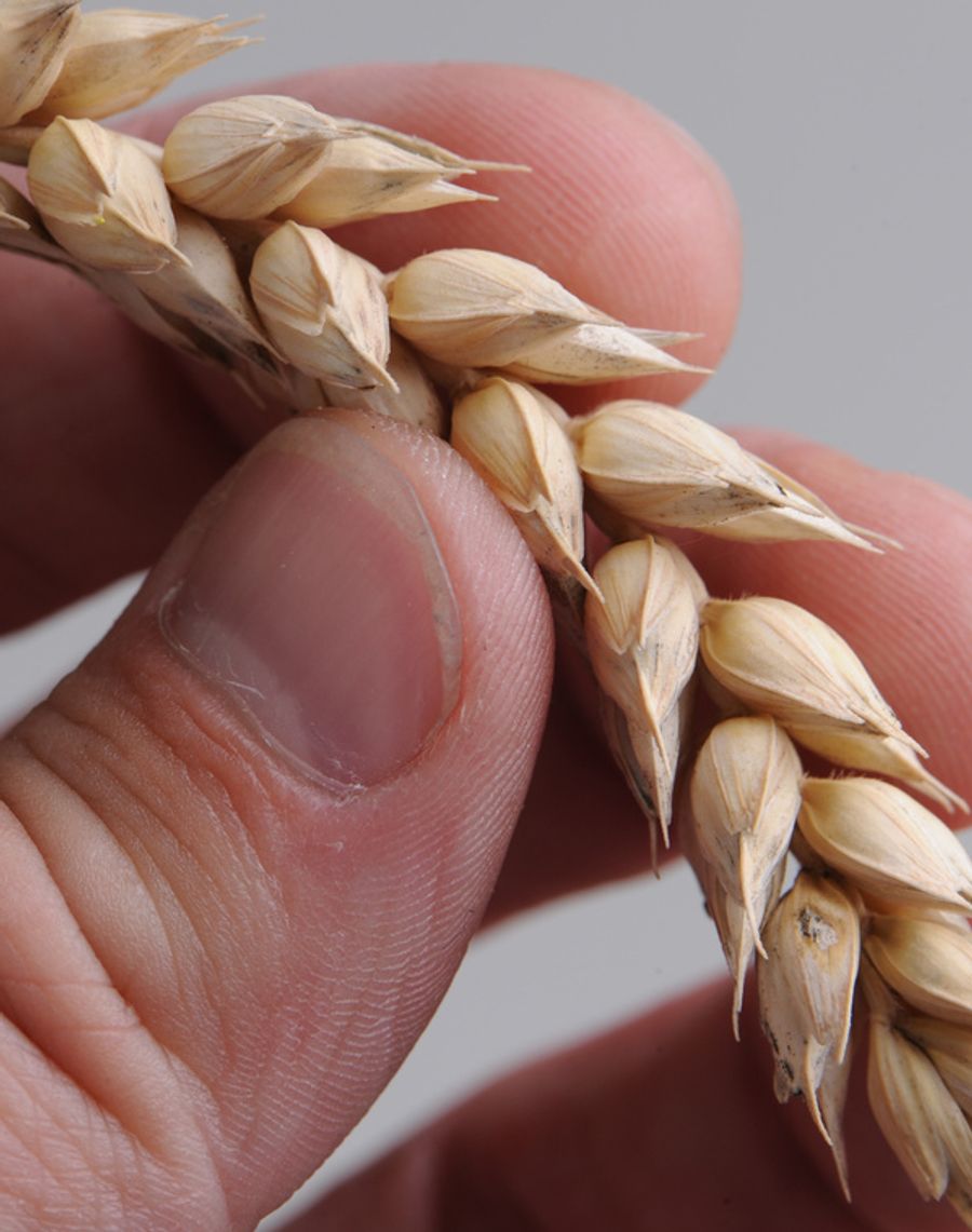 Das Klebereiweiss Gluten ist in Weizen, Roggen und Gerste enthalten.