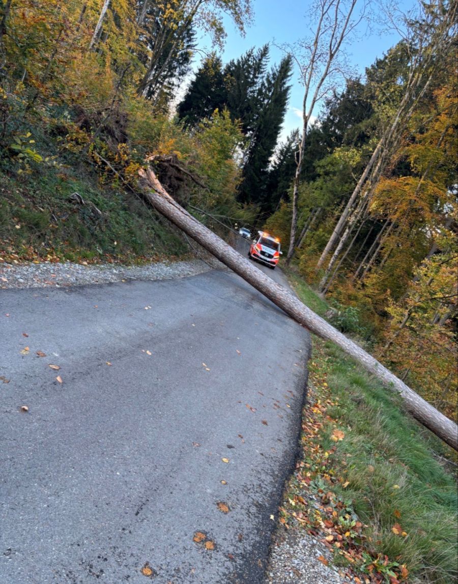 Baum umgestürzt