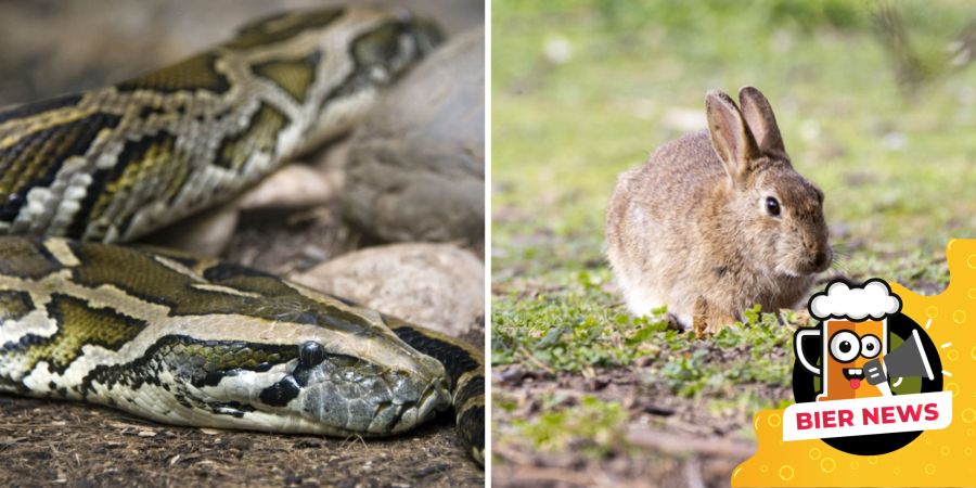 Tigerpython und Kaninchen
