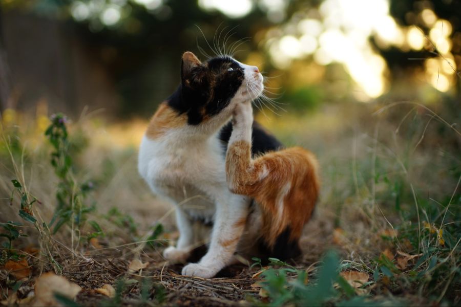 katze gefahren