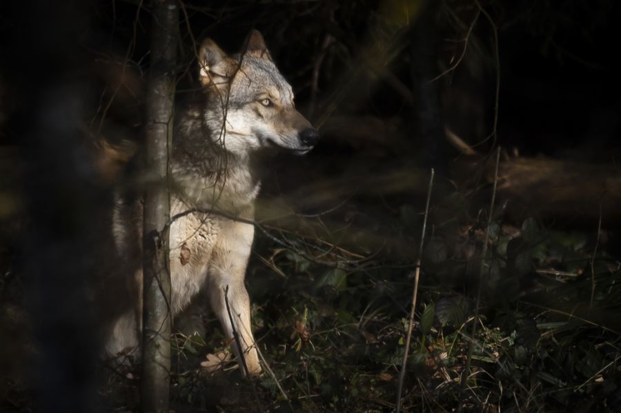 Die Abschussbewilligung wurde bis Ende Januar 2026 erteilt, sieben Tiere wurden bereits getötet. (Symbolbild)
