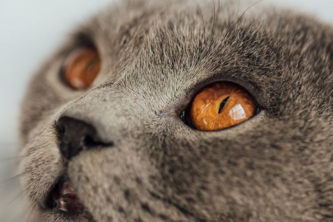 horner syndrom katzen
