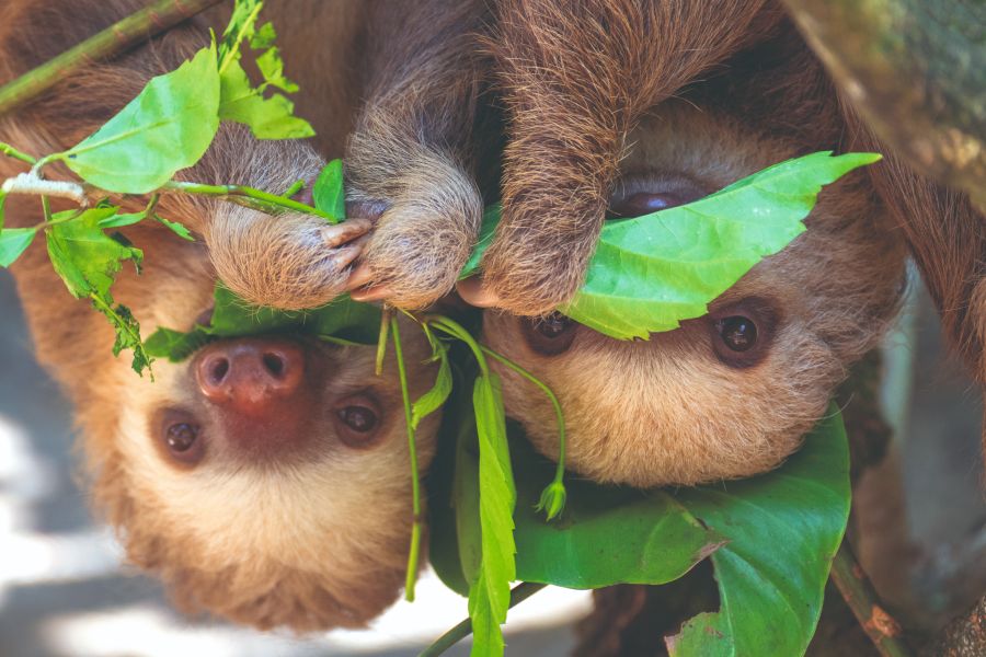 Faultier Blatt Pärchen Baum