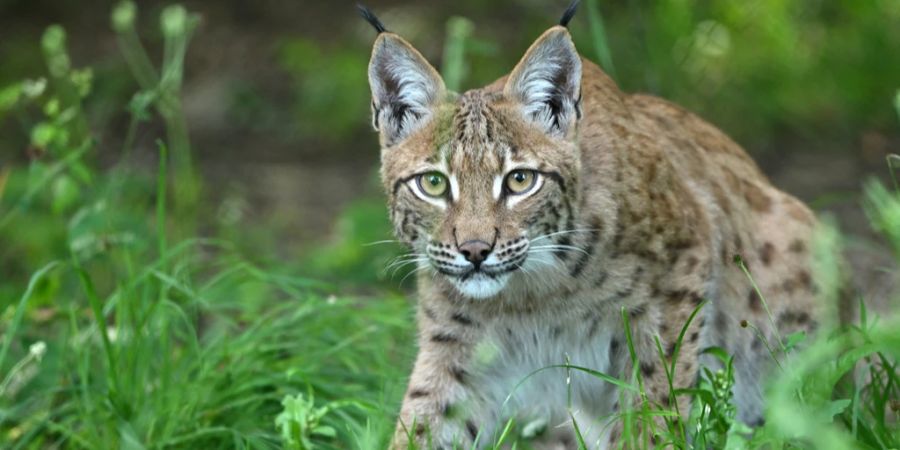 luchs schwyz abschuss