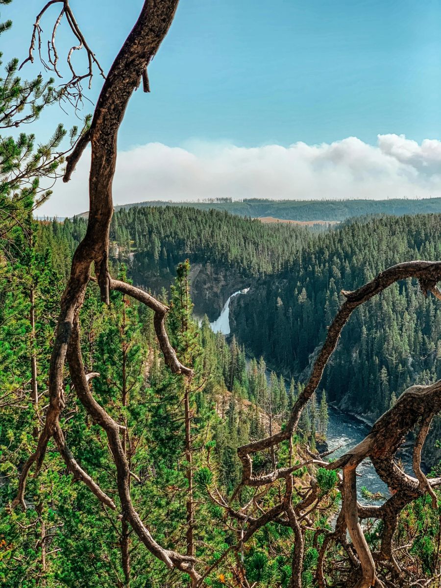 Hier verschwand die Hauskatze: Im Yellowstone National Park in Montana.