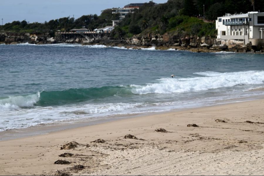 Bullenhaie verbringen heute im Sommer etwa 15 Tage mehr vor der Küste von Sydney als noch vor 15 Jahren.  (Archivbild)