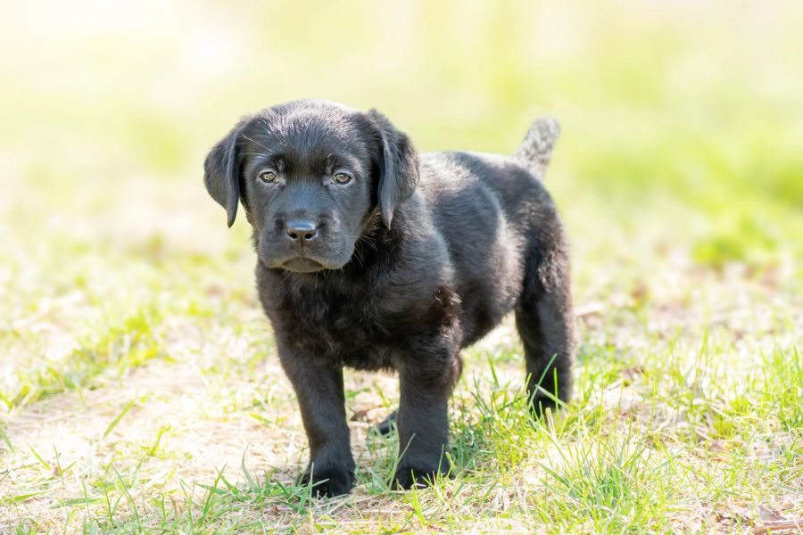 Labrador Hund