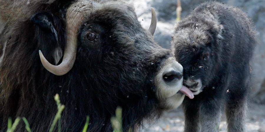 Tierpark bern Moschus