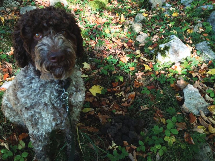 Hund Waldboden Trüffeln