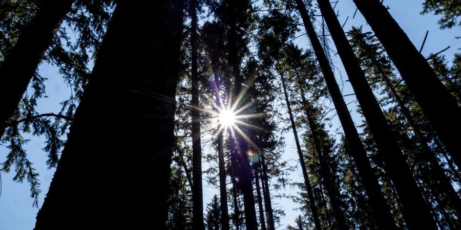 Wald bei blauem Himmel und Sonnenschein