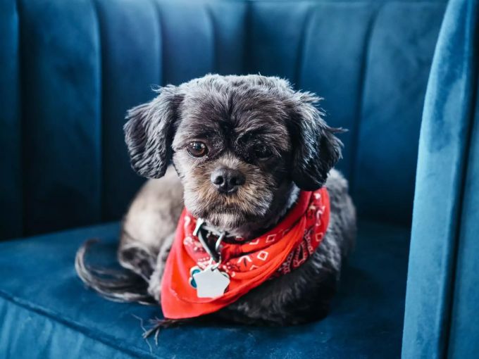 Hunde machen es sich gerne auf Sofas und Sesseln bequem. Hund auf Sofa