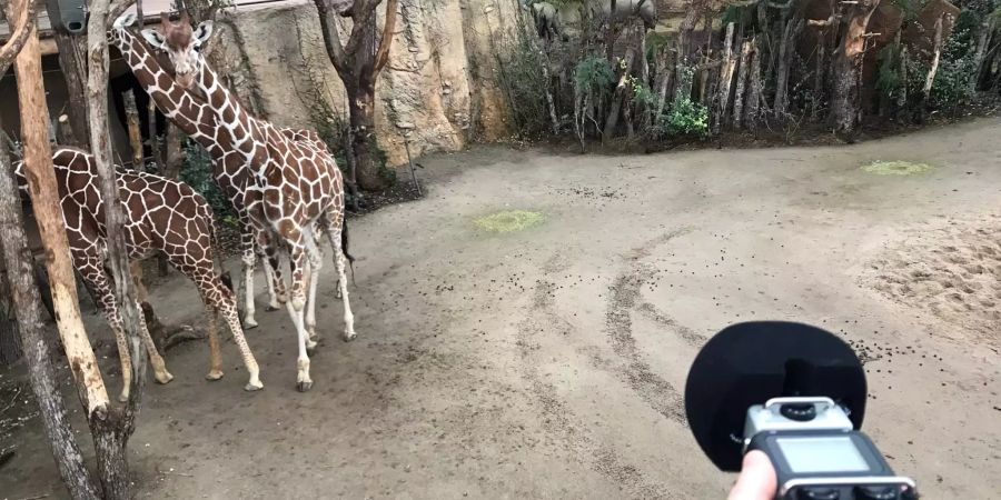 Zoo Zürich