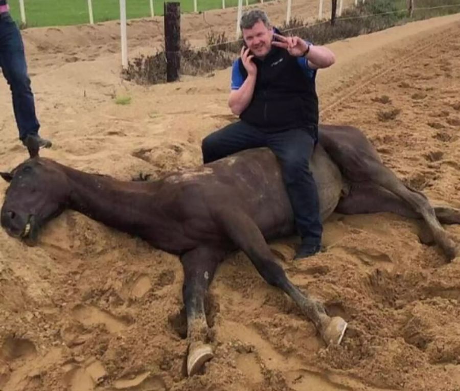 Gordon Elliott totes Pferd