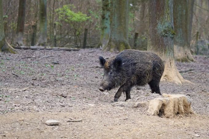 Einem Wildschwein möchte man in der Stadt lieber nicht begegnen. Wildschwein