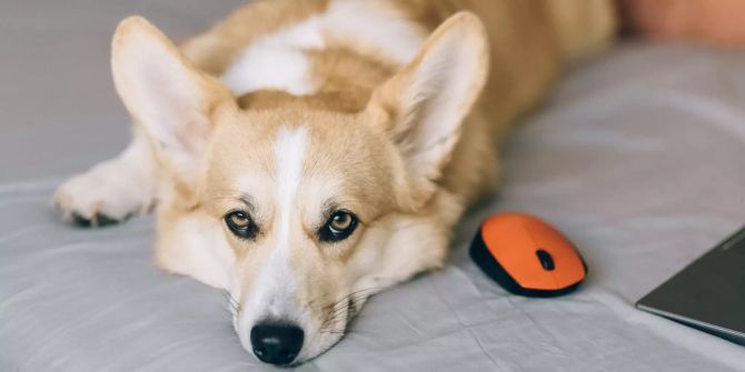 Hund auf dem Bett